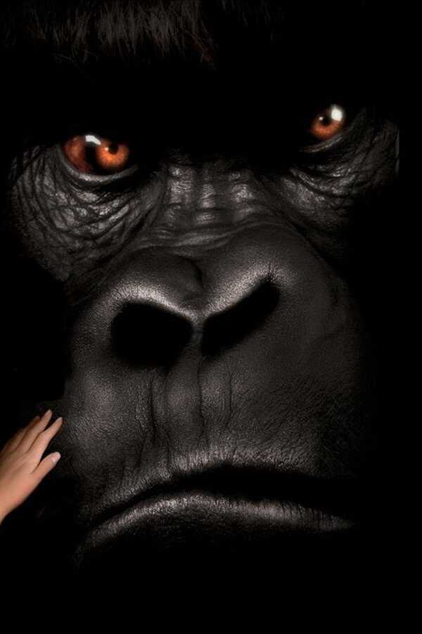 Mighty Joe Young (1998) 0