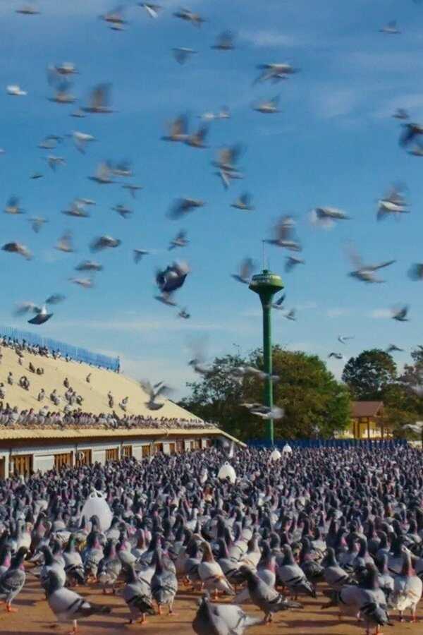 Million Dollar Pigeons (2022) 0