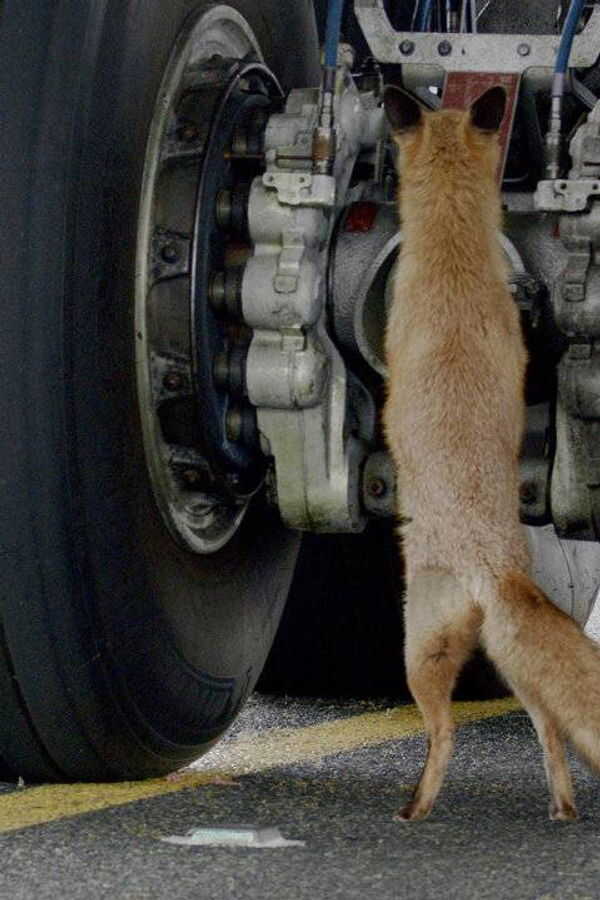 Airport Animal Stories (2023) 0