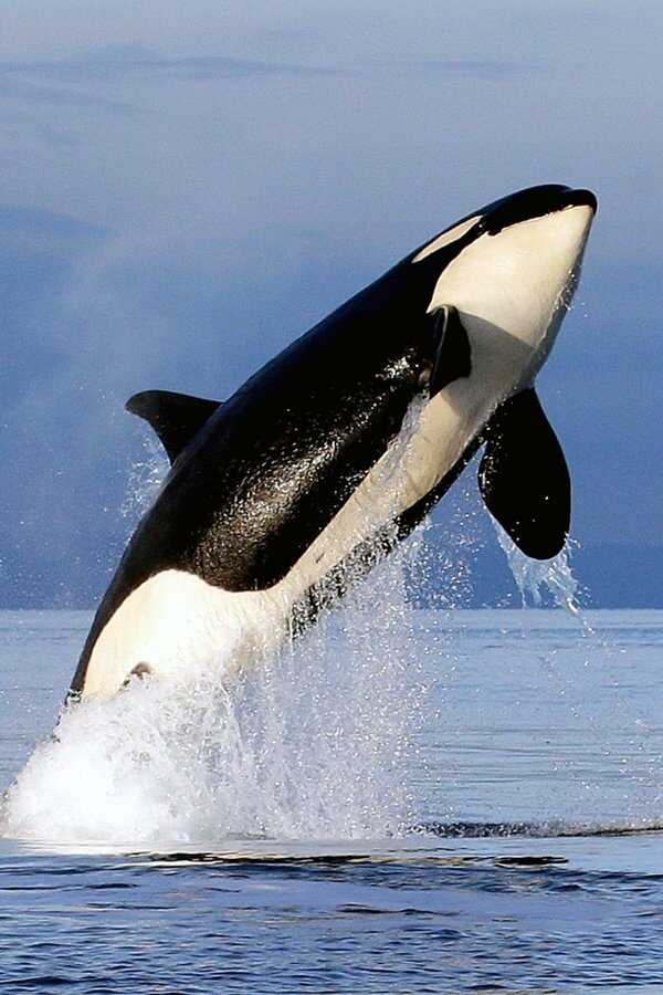 Free Willy 2: Het nieuwe avontuur (1995) 0