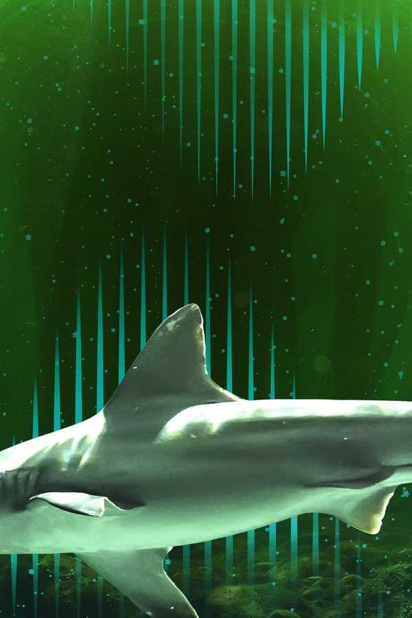 Bull Shark Bandits (2023) 0
