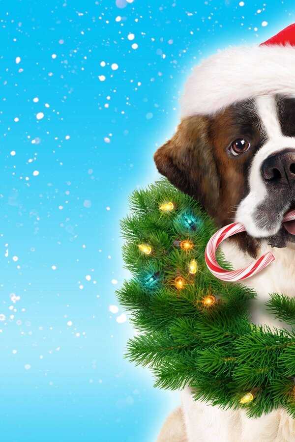 Beethoven's Christmas Adventure (2011) 0