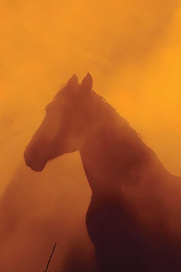 Wild Beauty: Mustang Spirit of the West (2022) 0